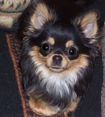 Long Hair Chihuahua Beautiful With Images Chihuahua Puppies Cute Chihuahua Chihuahua Dogs