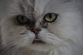 How To Clean Your Persian Cat's Eyes | Persian Cat Corner