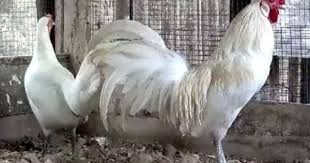 Ayam Bekisar Putih Ayam Ternak Ayam Putih