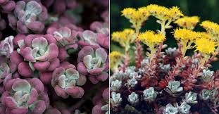 Sedum Spathulifolium Purpureum Purple Broadleaf Stonecrop Is A Mat Forming Evergreen Perennial Up To 4 Inches 10 Cm Tall Sedum Pretty Plants Succulents