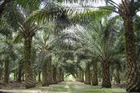 Sime darby property was created through the integration of the property arms under the former golden hope plantations berhad, kumpulan guthrie berhad, and sime darby berhad. Malaysian Palm Oil Giant Accused Of Mistreating Workers Uca News