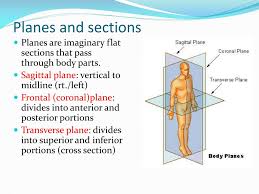 Body planes and sections the directional references allow the body to be divided along three imaginary planes. Ppt Anatomical Terms Powerpoint Presentation Free Download Id 2351452