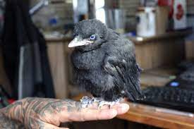 Story Time Abandoned Baby Crow Falcone Family Farms Blog