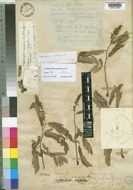 Image result for Cryptosepalum maraviense