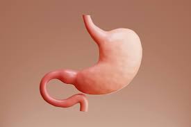 Image result for esophagus