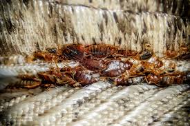 Image result for bed bugs droppings