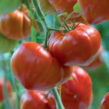 Lors de la plantation, enterrer la plus grande partie de la tige, vous favoriserez le développement racinaire. Plant De Tomate Gourmandia F1 Greffee Pot De 1 Litre Truffaut