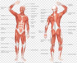 With an option to place clickable spots anywhere on the figure and link each of them to any webpage. Organ Human Body Homo Sapiens Human Digestive System Muscle Organ Superhero Hand Png Pngegg