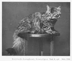 Die Geschichte Der Deutsch Langhaar Die Deutsch Langhaar Katze In 2020 Deutsch Langhaar Katze Deutsch Langhaar Katzen