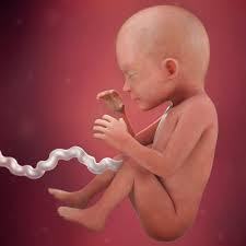 23 Weeks Pregnant Fetal Development Babycentre Uk