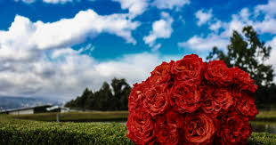 Check spelling or type a new query. Fair Trade Floral