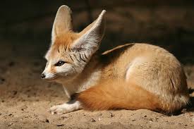 Fennec Zoo De La Palmyre