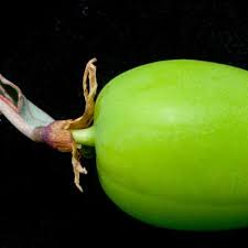 Image result for Adenia zambesiensis