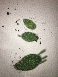 It might be that you're watering it too much or too little. Help Bunny Ear Cactus Pads Are Falling Off