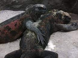 Black Iguanas Animals Iguana Creatures