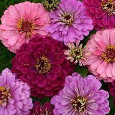 Pin On Flowers Zinnias