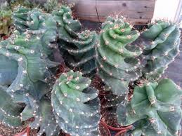 La flor de un cactus está hecha para ser atractiva para los polinizadores, los cuales. Cactus Vela Espiral Cactus Cereus Jamacaru Spiralis Para Mi Jardin