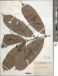 Image result for Ixora kalehensis