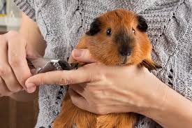 How To Take Care Of A Guinea Pig Pet Life Today