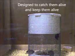 The Best Mouse Traps Humane Not Apartment Therapy Mouse Traps Best Mouse Trap Best Mouse