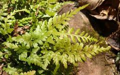 Image result for Asplenium africanum