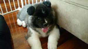 Long Haired Akita Pup Amaya Akita Long Hair Styles Doggy