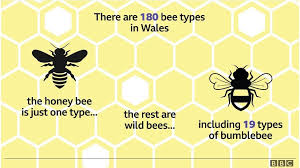 Bees Its Not All About Honey For Wales 180 Varieties