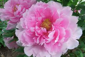 Creator of personalized online with your photo cards and valentine love. Peonies Blooms Big Qaxwaha Fantastic