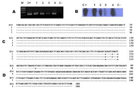 Burgdorferi sensu stricto should be. Appendix Figure Borrelia Burgdorferi Infection And Cutaneous Lyme Disease Mexico Volume 13 Number 10 October 2007 Emerging Infectious Diseases Journal Cdc