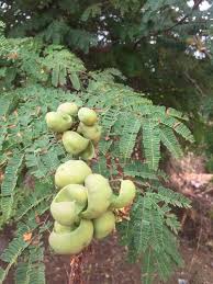 Image result for Libidibia coriaria