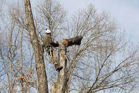 Generous weight limits for each bin. Daley S Tree Service Home Facebook