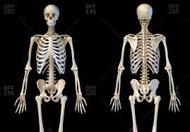 Try dragging an image to the search box. Rib Skeleton Stock Photos Offset