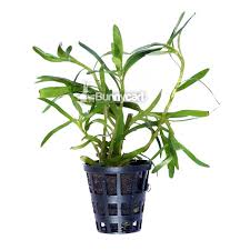Image result for Heteranthera callifolia