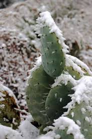 Pon a secar tu brazo de cactus durante 5 días, también, durante este tiempo. Reviviendo Una Planta De Cactus Congelada Como Cuidar A Un Cactus Congelado Es Haenselblatt Com
