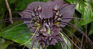 Black Bat Flower Houseplant Grow Care Houseplant 411