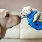 Freedom Foundations: The Puppy Development Worksho... event in Davidsonville, MD