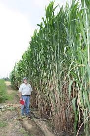 15 Worlds Tallest Grass Seeds1329 Etsy Tall Grass Grass Seed Ornamental Grasses
