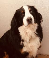 Moritz Du Warst Als Hund Der Beste Mensch Den Man Zum Freund