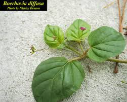 Image result for Boerhavia diffusa