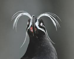 Gray Bird With Red Mohawk Whiskered Auklet Aethia Pygmaea By Toshiji Fukuda Http Www Discoverwildlife Com Gallery Ionyisland Funny Birds Sea Birds Pretty Birds