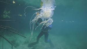 Box jellyfish are marine invertebrates belonging to the phylum cnidaria. Antidote Discovered For Lethal Box Jellyfish Venom The New Daily