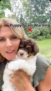 Sadly, puppy scammers are everywhere… but Leland is the real deal! 💚 He’s  a micro Bernedoodle (about 20lbs full grown) and ready to meet his forever  family 🏡🐾 Don’t fall for scams…choose trusted ...