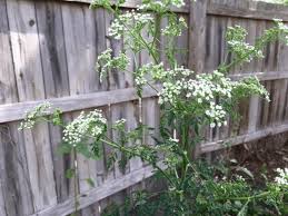 How to get rid of poison hemlock. Removing Poison Hemlock From Your Yard Timber Creek Farm