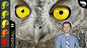 There are many things you need to consider if you plan on keeping an owl as a. Owl The Best Pet Reptile Youtube