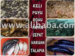 Penangkapan ikan di air tawar, ini berkenaan apabila. Ikan Malaysia Picture Images Photos On Alibaba
