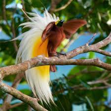 Lesser Bird Of Paradise Images Tim Laman On Instagram Photos By Timlaman The Male Lesser Bird Of Paradise Is An Explosion Of Plumes Whe Birds Of Paradise Bird Of Paradise Yoga Male Bird
