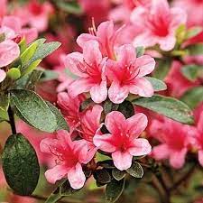 Pink Azalea Azalea Flower Pink Azaleas Flowers That Attract Hummingbirds