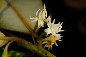 Image result for Manilkara obovata