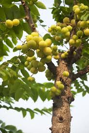 Choose from a curated selection of fruits photos. Pin On Travel