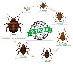 Image result for bed bugs eggs